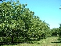 Noyeraie du Périgord